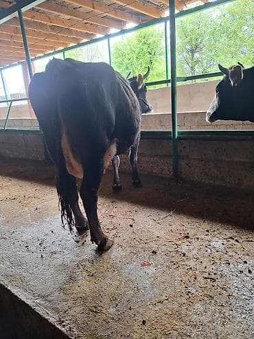продаю коров: Продаю | Корова (самка) | Для молока | Привязанные — 5
