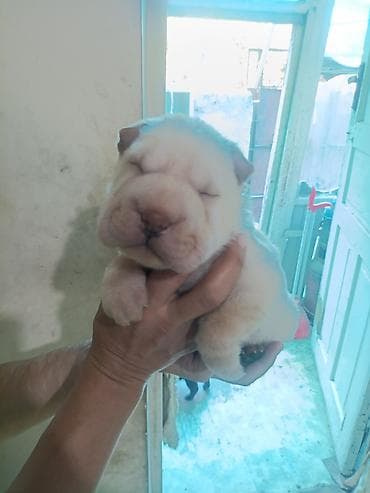 Продажа собак: Шарпей, 1 месяц, Самец — 8