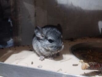 чилийская белка дегу: Продаю шиншиллу он ручной — 6