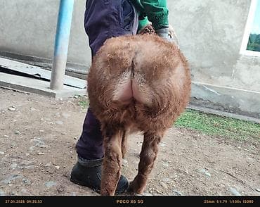 кролики колифорния: Продаю | Ягненок | Арашан | Для разведения | Племенные, Осеменитель — 4