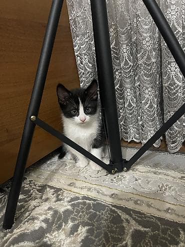 Кошки: Кошка даром: Беспородная, 2 месяца, Мальчик, Приучена к лотку — 6