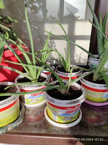 пекинская капуста цена бишкек: Комнатные цветы — 5