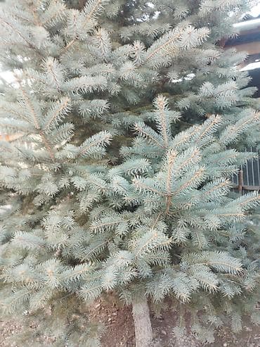 Үй жана бакча: Ель голубая (Picea pungens, «Blue Spruce») — декоративное хвойное — 1