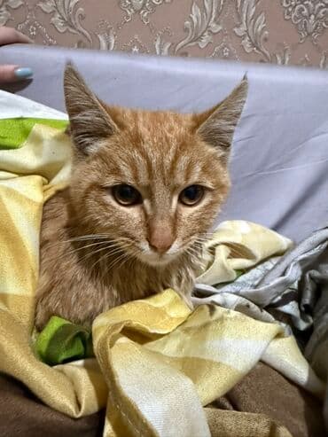 кошачьи домики: Кошка даром: Беспородная, Мальчик — 1