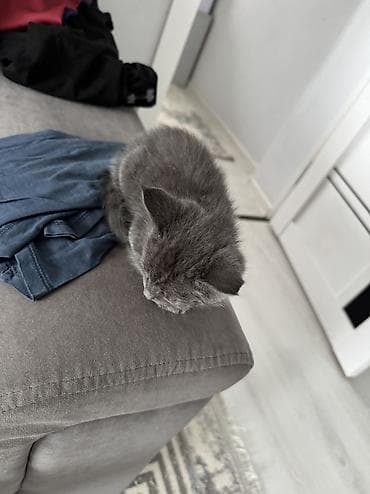 абиссинская кошка бишкек: Котёнок голубого окраса - Порода: домашний короткошёрстный (серый — 2