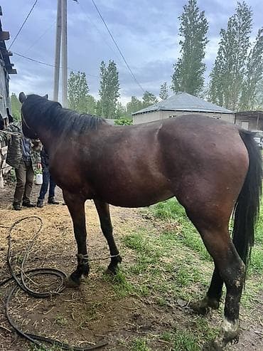 жалал абад ит: Сатам | Жылкы (эркек) | Жумушка — 3