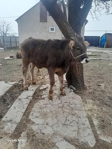 продаю бык: Продаю | Бык (самец) | Швицкая | На откорм | Привязанные — 3