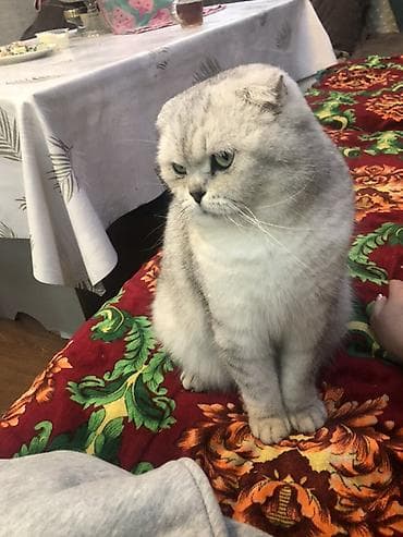 котята сиамские: Шотландская вислоухая кошка (Scottish Fold) - Окрас: серебристый — 2