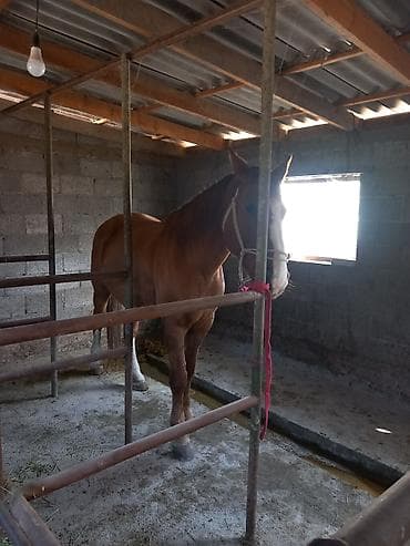 Другие животные: Продаю | Конь (самец) | Полукровка | Рабочий — 8