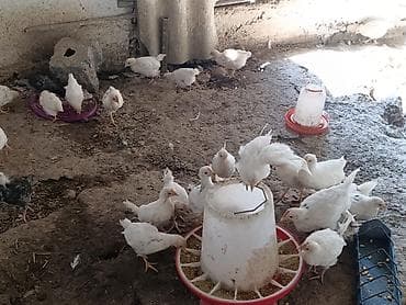 Животные: Продаю | Цыплята | На забой — 2