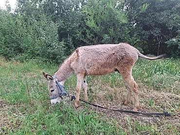 голуби животное: Ешка Эрик Айгыр эшек баасы 2500 — 2