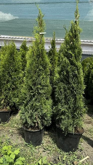 теплицы петуньи: Размеры:170/180 см 6700 сом :150/160 см 10200сом — 3