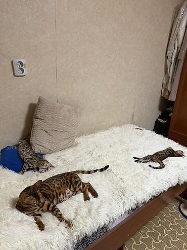 рысь: Бенгальские котята - Порода: бенгальская кошка (яркий «леопардовый» — 5
