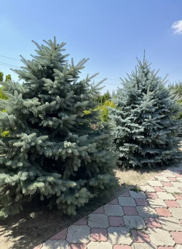 домашний цветы: Саженцы деревьев: Ели, Самовывоз — 2