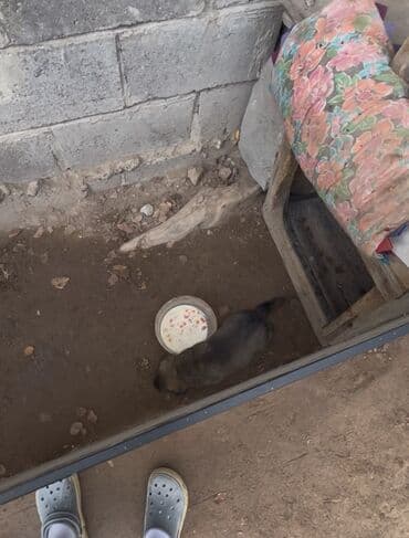 Ит кууту: Щенок (примерно мелко-среднего размера во взрослом возрасте) щенок — 2