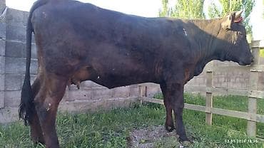 франсуский бульдог: Продаю | Бык (самец) | На откорм — 4