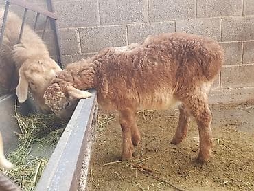 британская кошка бишкек: Продаю | Ягненок, Баран (самец) | Арашан — 4