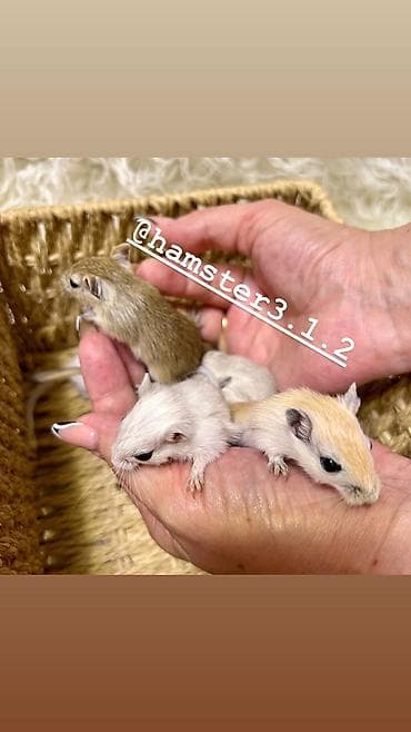 барханный кот: Ручные песчанки монгольские. Красивые окрасы, есть девочки и мальчики — 10