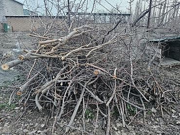 бак алма: Дрова — 1