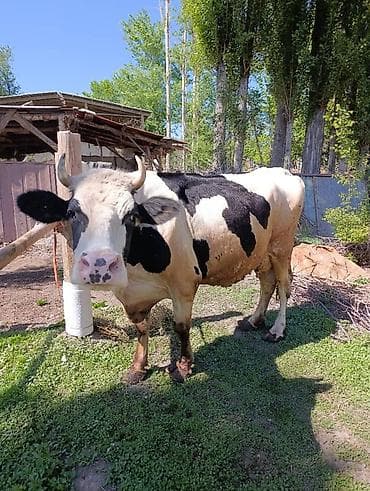 собака доберман сколько стоит: Продаю | Корова (самка) | Для разведения | Привязанные — 1