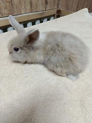 стол для аквариума: Продаю Кроликов декоративных, Отличный выбор для семьи и детей — 7