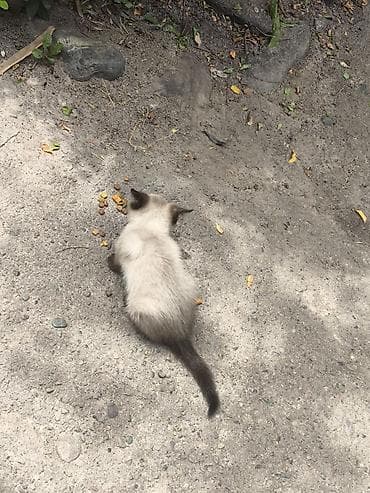 кошку: Отдам сиамского котенка в хорошие руки БЕСПЛАТНО. Котенок идеального — 3