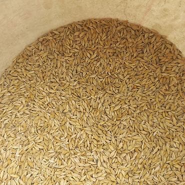 индук жумуртка: Арпа сатылат . Продам ячмень сорт "РАТНИК " урожай 2024 года из — 2