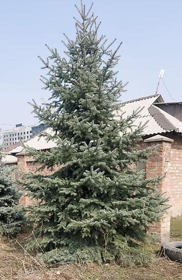 Ель 4м Характеристики: - Приблизительная высота: около 4–5 м - Крона