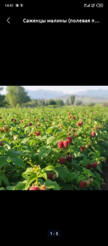 фрукти: Саженцы малины сорт полка — 4