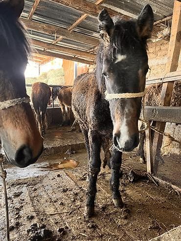 Үй жаныбарлары: Сатам | Тай | Англиялык | Көбөйтүү үчүн | Мерин — 3