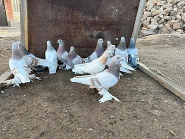 бойные голуби: Продаю голубей — 4