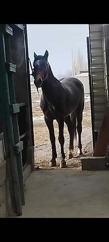 каракол животных: Продаю | Жеребец | Кара Жорго | Конный спорт | Осеменитель — 3