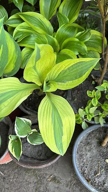 отургучтар бу: Https://t.me/blooming_garden_kg Редкие и эффектные декоративные — 8