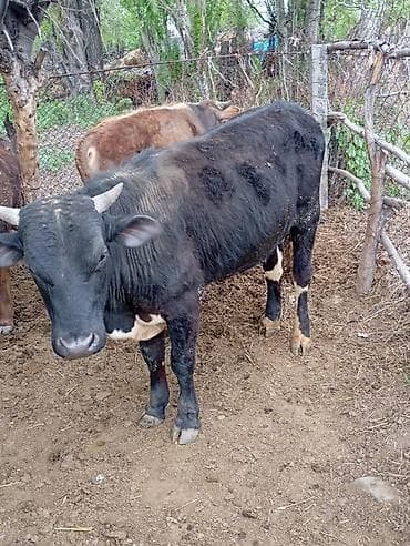 Үй жаныбарлары: Сатам | Бука (эркек) | Бордоп семиртүү үчүн — 5