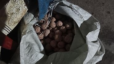купить овец: Продаю грецкие орехи, цена договорная — 2