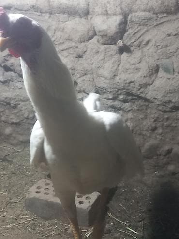 бычки бука: Продаю | Петух | Бойцовая | Для разведения — 4