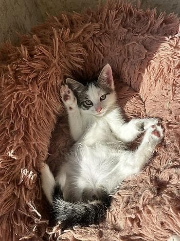 Отдам даром кошку: 2 месяца, Девочка, Приучена к лотку, Проглистована — 2
