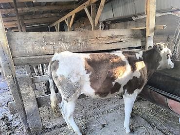 бык: Продаю | Тёлка | Алатауская | Для разведения | Не стельные — 10