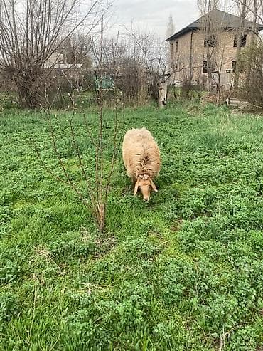 овцы гиссар: Продаю | Овца (самка) | Для разведения — 4