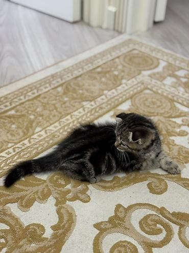 Кошки: Скотиш Фолд (Шотландская вислоухая), 2 месяца, Девочка, Приучена к лотку — 6
