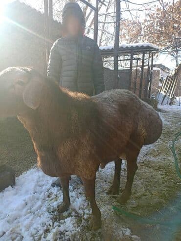 Продаю | Баран (самец) | Для разведения | Племенные