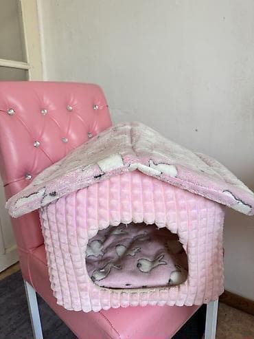 британский короткошерстный кот: Британская короткошёрстная, 6 месяцев, Мальчик, Приучена к лотку — 4