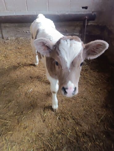 Продаю | Музоо, торпок | На откорм | Искусственник