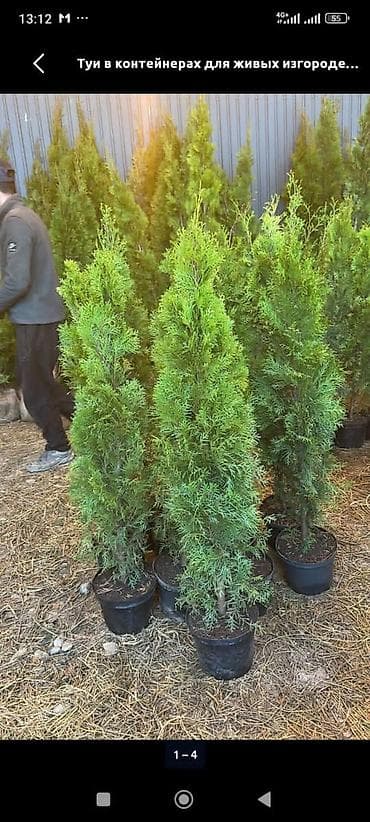 улья пчелы: Туи в контейнерах для живых изгородей - Вечнозелёные туи конической — 1