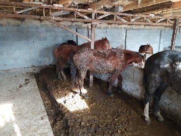 породистые козы: Продаю | Жеребец, Жеребенок, Кобыла (самка) — 3