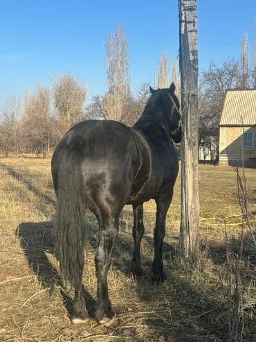 Иттер: Сатам | Байтал | Көбөйтүү үчүн — 8