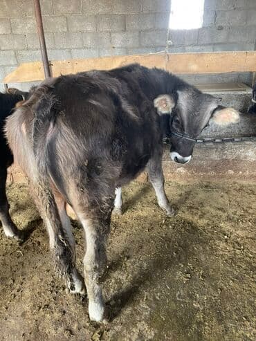 карова дойных: Сатам | Бука (эркек) | Бордоп семиртүү үчүн | Байланган — 2