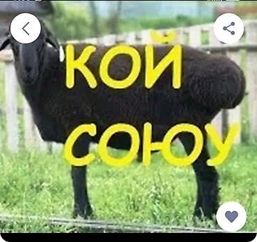 овцы баран: Продаю | Баран (самец) | Для разведения | Племенные — 1