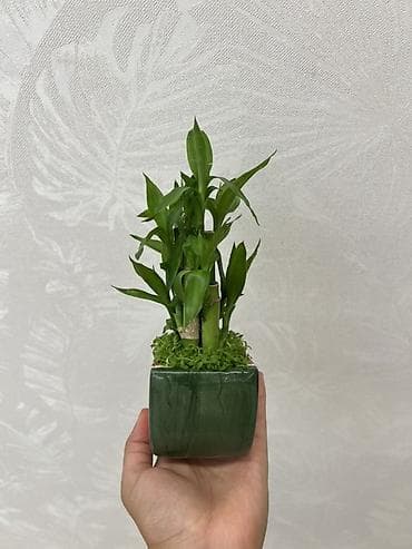 монстера манки: Комнатное растение “Счастливый бамбук” (Dracaena sanderiana) в — 3