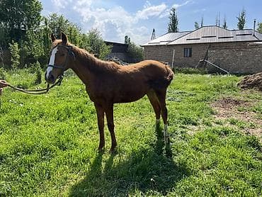 продать животных: Продаю | Кобыла (самка) | Конный спорт — 3